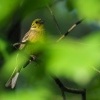 Strnad obecny - Emberiza citrinella - Yellowhammer 0994